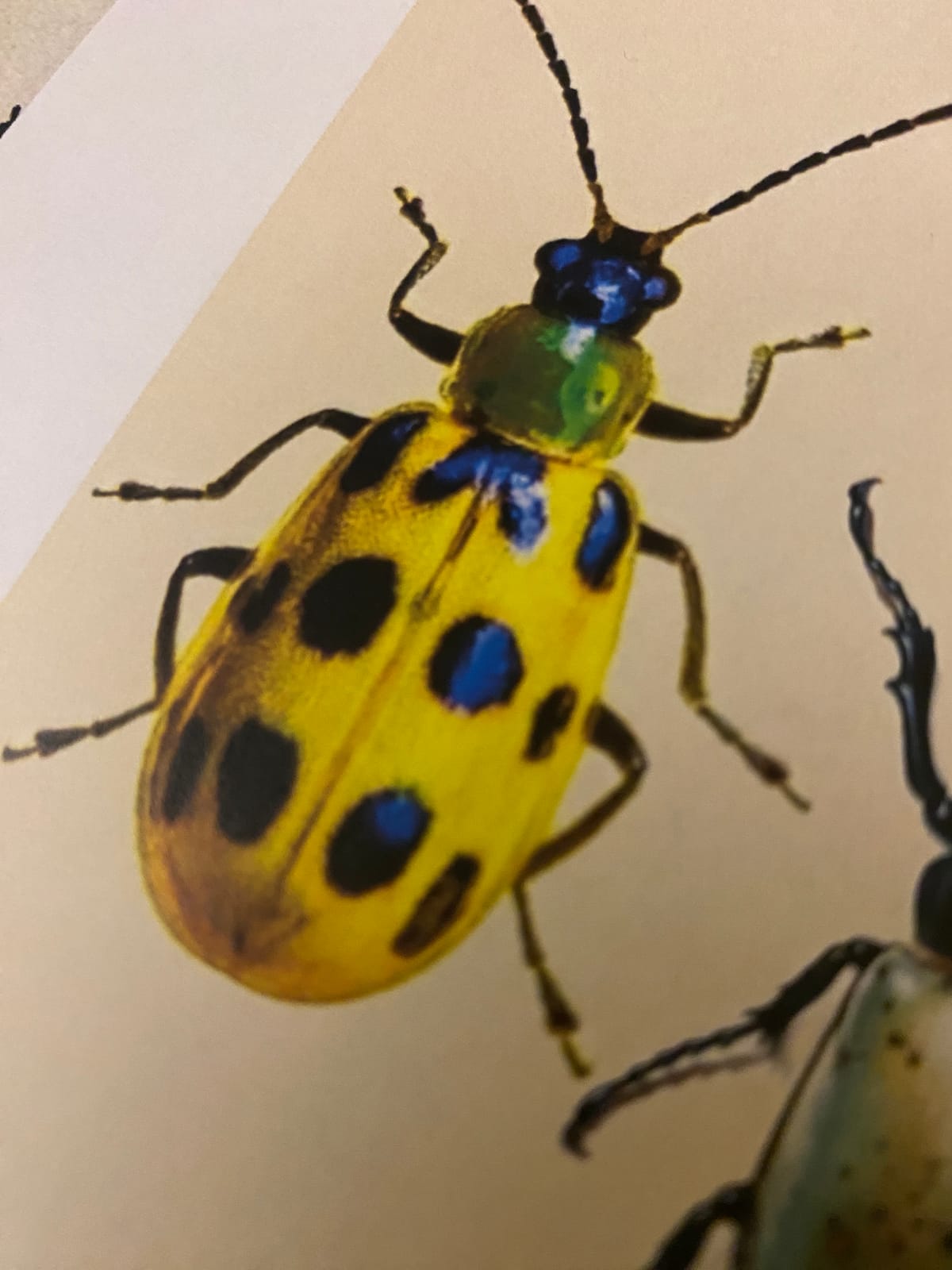 Warsztaty akwareli - owady